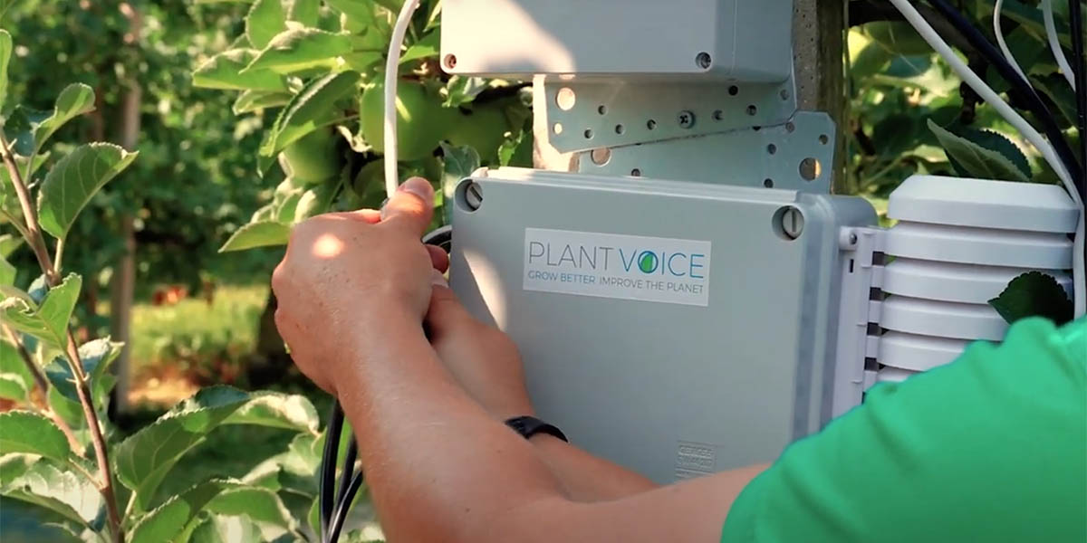 La linfa svela lo stress delle piante: ecco Plantvoice